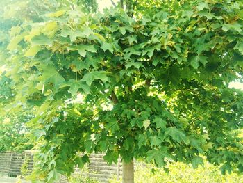 Plants growing on tree