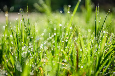 Close-up of wet grass on field during rainy season