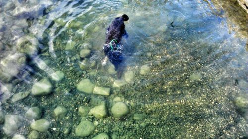 Close-up of duck in water