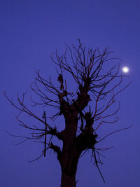 Low angle view of bare tree against blue sky