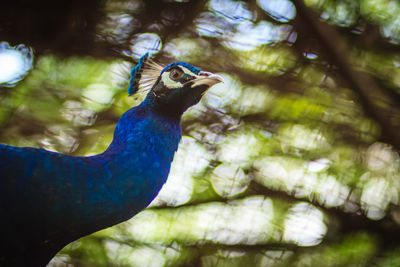 Low angle view of a peacock