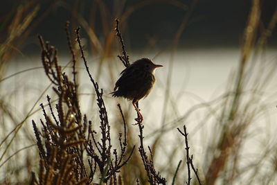 Close-up of bird perching on a plant