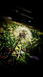 Close-up of dandelion flower