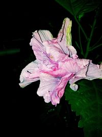 Close-up of pink flowers