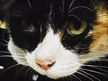 Close-up portrait of black cat