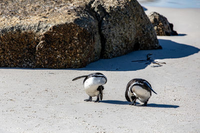 View of birds on beach