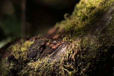 Close-up of moss growing on tree stump