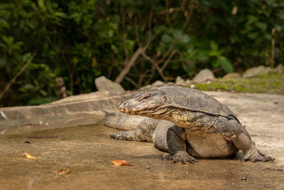 Close-up of lizard on field