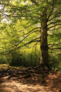 Trees in forest