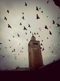 Low angle view of birds flying in sky