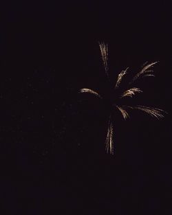 Close-up of fireworks against black background