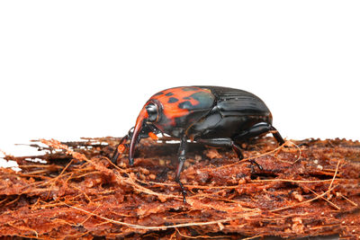 Close-up of crab on field against sky