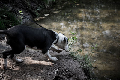 Side view of dog walking on rock