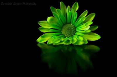 Close-up of flower over black background