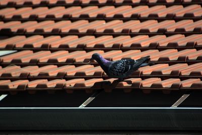 Low angle view of bird on roof of building