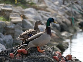 Close-up of duck on rock by lake