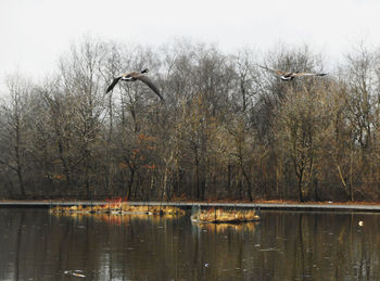 Bird on tree trunk