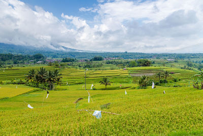 Scenic view of agricultural field against sky