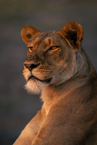 Close-up of lioness