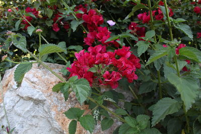 Pink flowers growing in garden