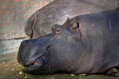 Close-up of a horse