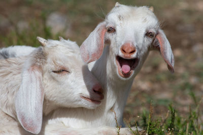 Close-up of goats on field