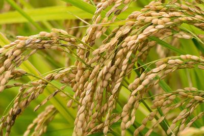 Close-up of wheat crop