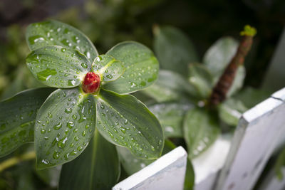 Close-up of raindrops on leaves