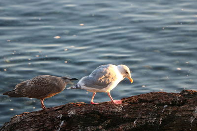 Seagulls perching on rock in sea