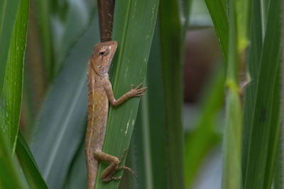 Close-up of a lizard