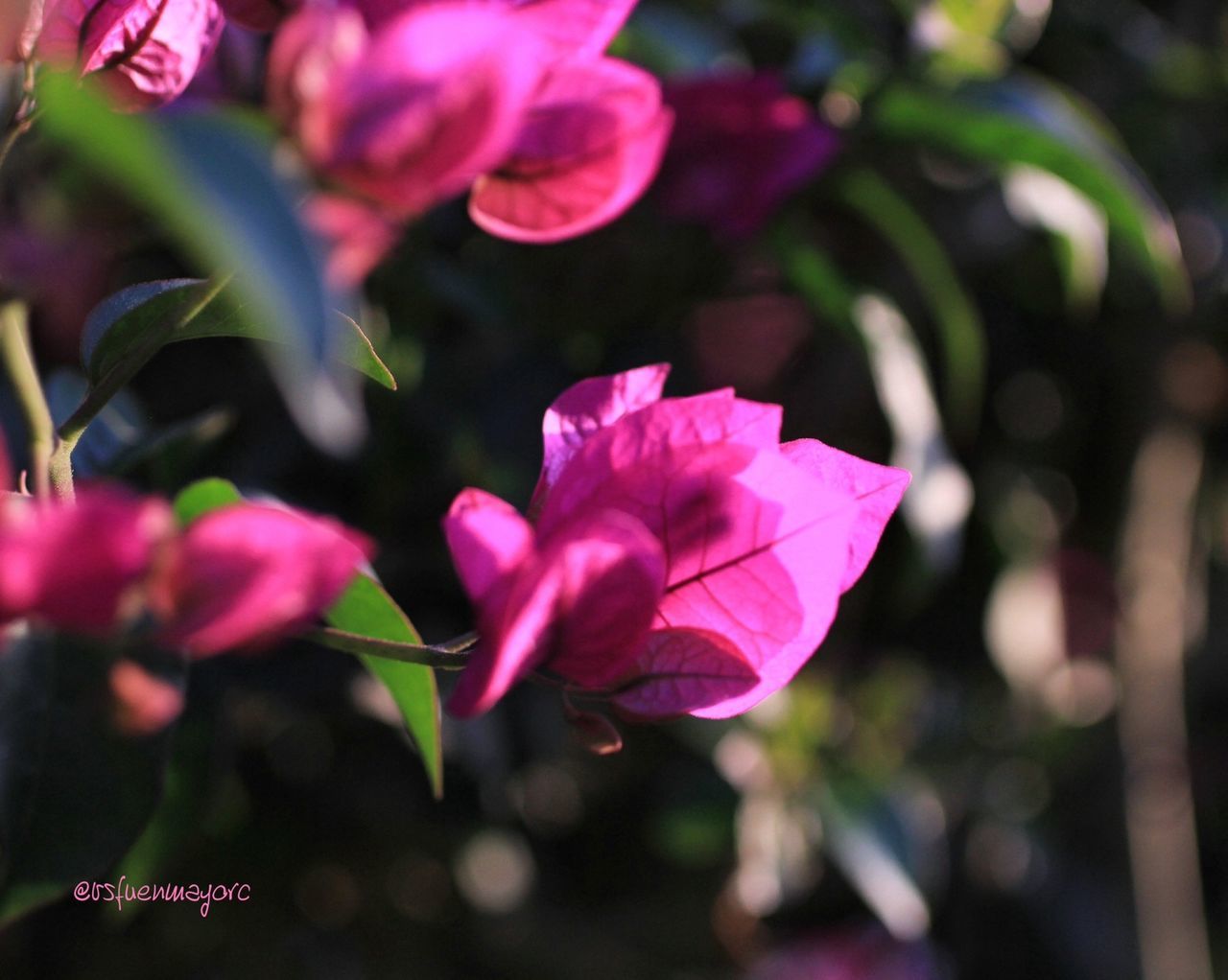 flower, petal, freshness, fragility, pink color, growth, flower head, beauty in nature, focus on foreground, close-up, blooming, nature, plant, in bloom, stem, pink, blossom, selective focus, park - man made space, bud