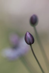 Close-up of purple flower buds