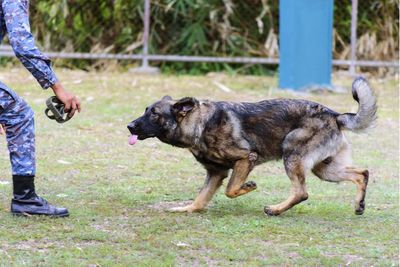 Low section of dog standing on field