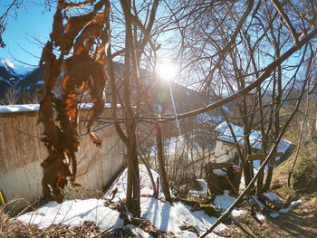 Trees on snow covered land against bright sun