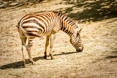 Zebra standing on a land