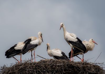 Birds perching on nest