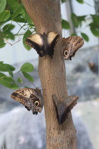 Close-up of a bird on tree trunk