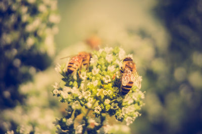 Close-up of bee pollinating on flower