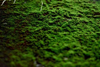 Full frame shot of moss on land