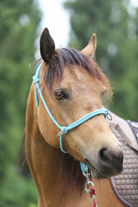 Close-up of horse in ranch