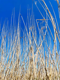 Low angle view of dry plants on field against clear blue sky