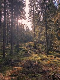 Trees growing in forest against sky