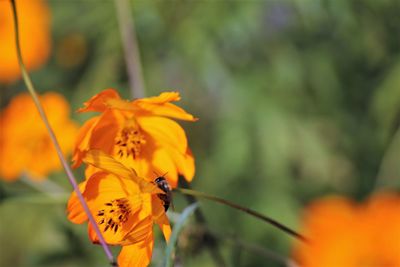 Close-up of butterfly pollinating on orange flower