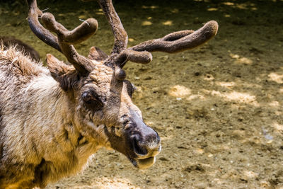 Close-up of deer on field