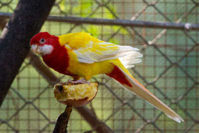 Close-up of parrot perching in cage