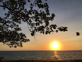 Silhouette tree by sea against sky during sunset