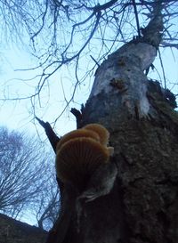 Close-up of lizard on tree trunk