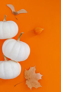 Close-up of orange leaves against white background