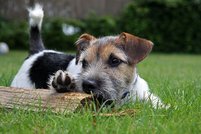 Jack russell terrier on grassy field