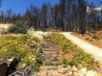 Footpath amidst trees on sunny day